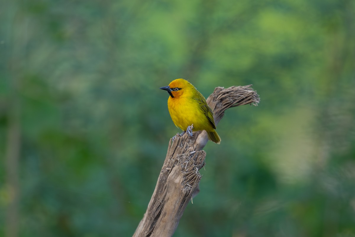 Spectacled Weaver - ML641962947