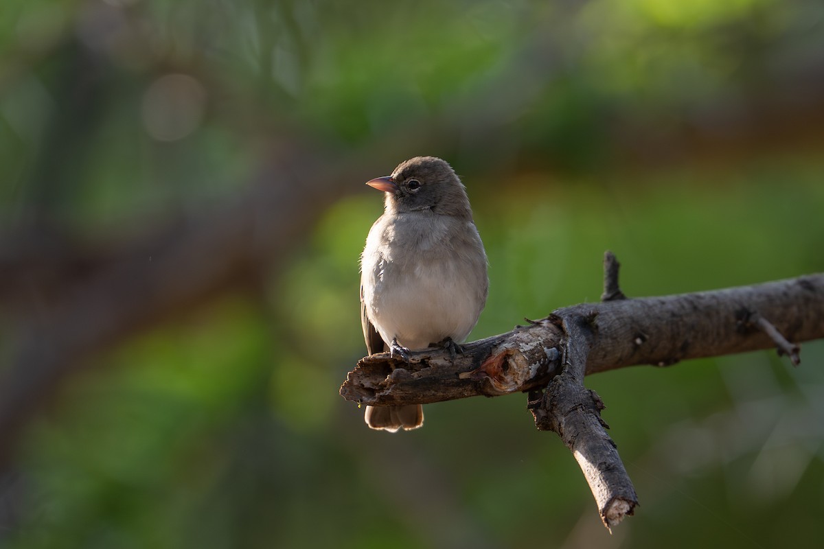 Yellow-spotted Bush Sparrow - ML641962957