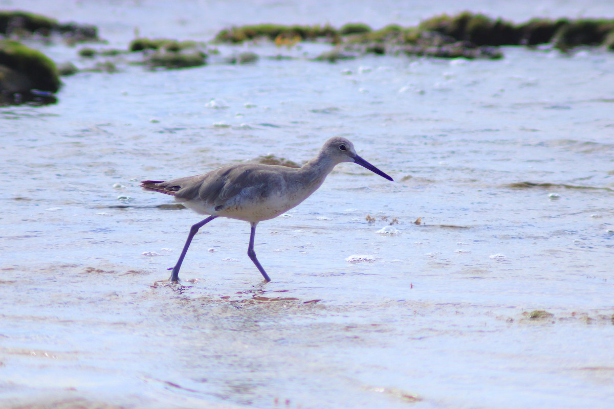 Willet - ML641962965