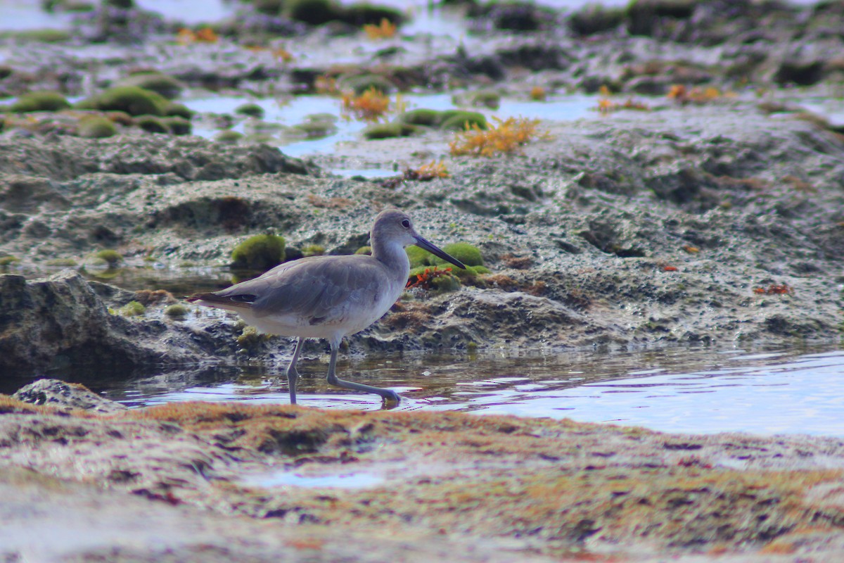 Willet - ML641962966
