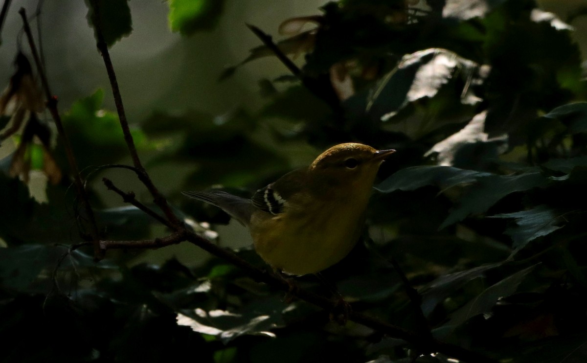 Blackpoll Warbler - ML641962971