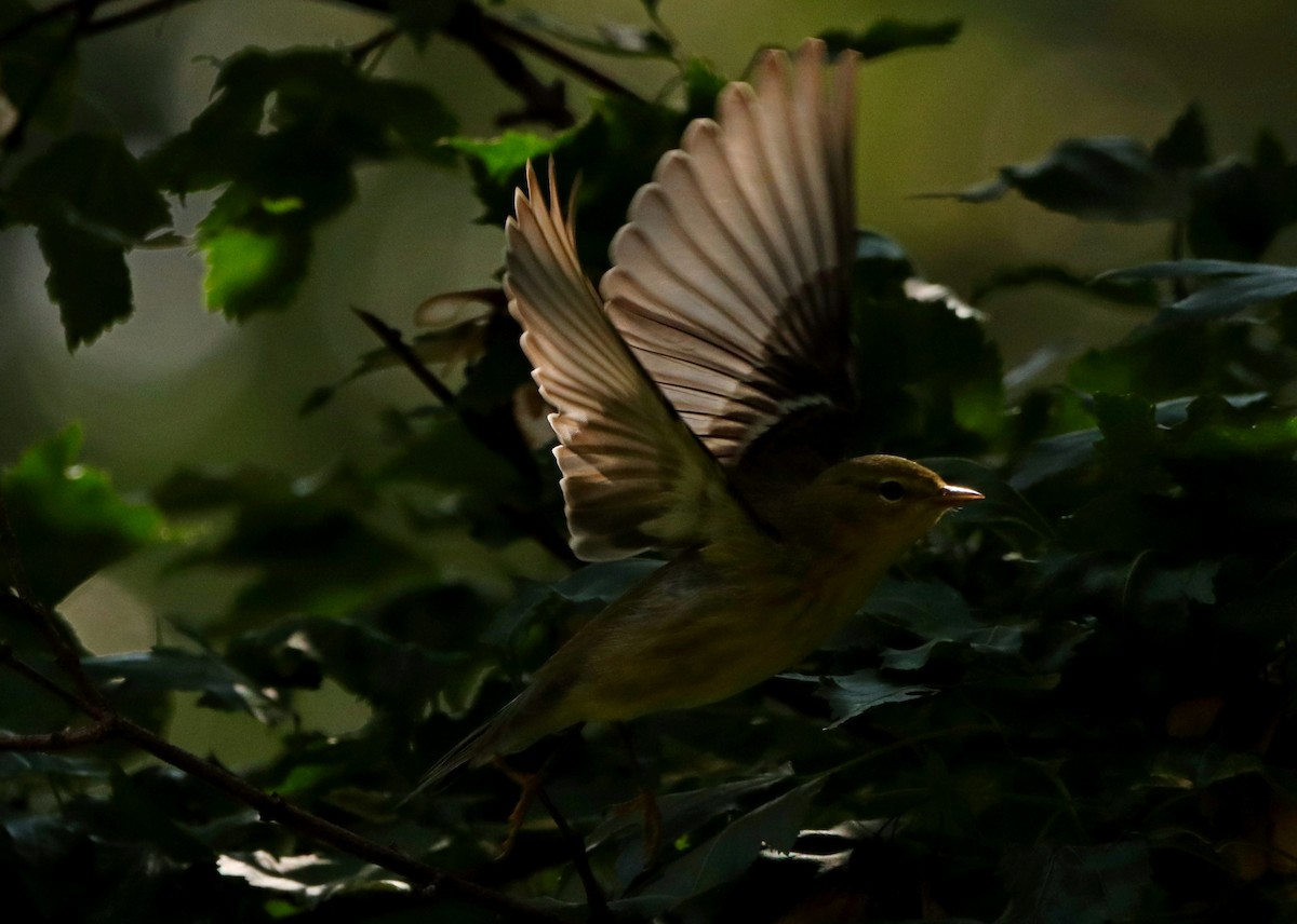 Blackpoll Warbler - ML641962979