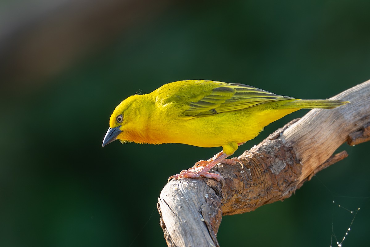 Holub's Golden-Weaver - ML641963023