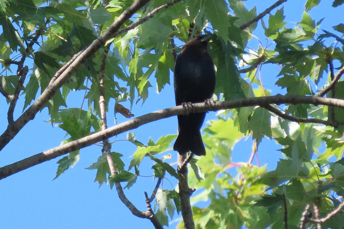 Brown-headed Cowbird - ML641963040