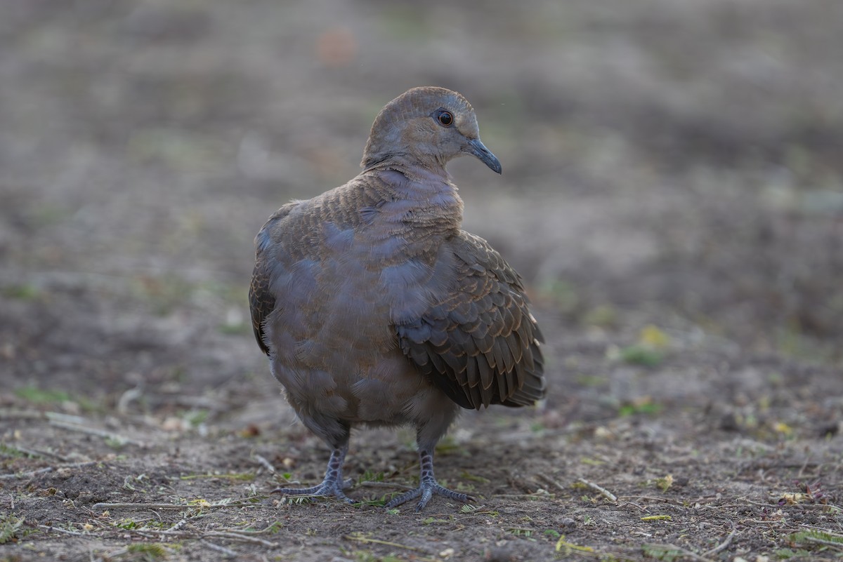 Red-eyed Dove - ML641963042