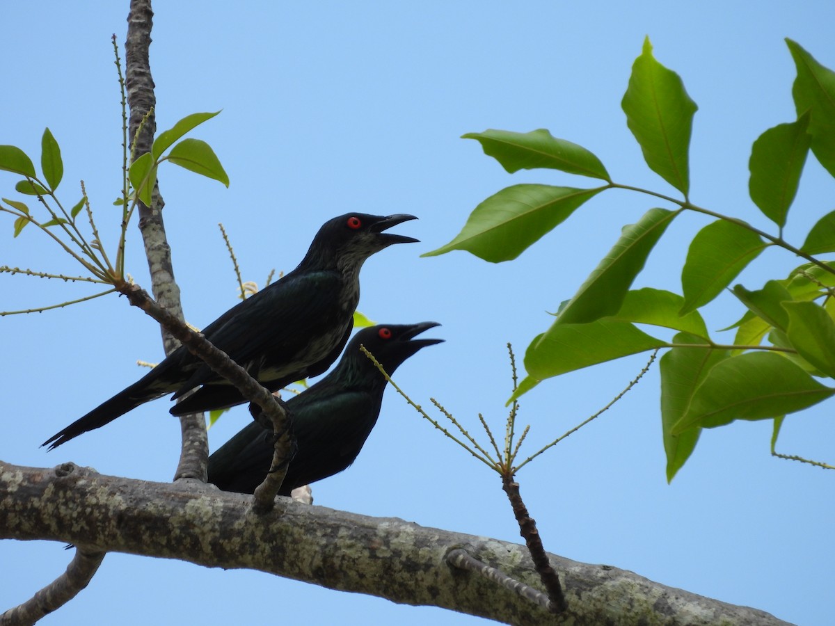 Metallic Starling - ML641963043