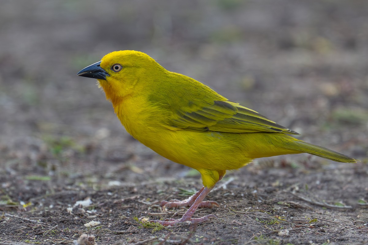 Holub's Golden-Weaver - ML641963045