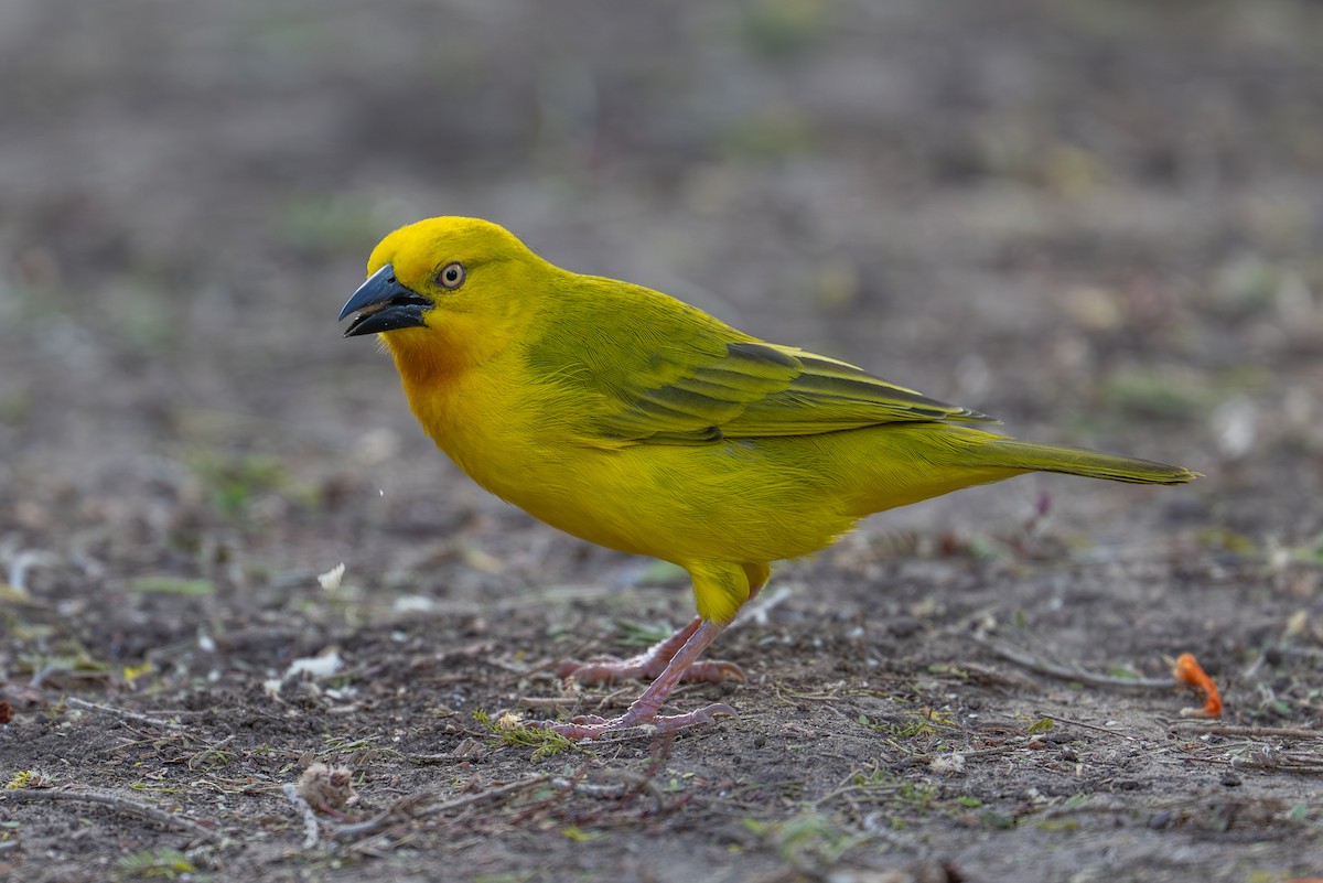 Holub's Golden-Weaver - ML641963046