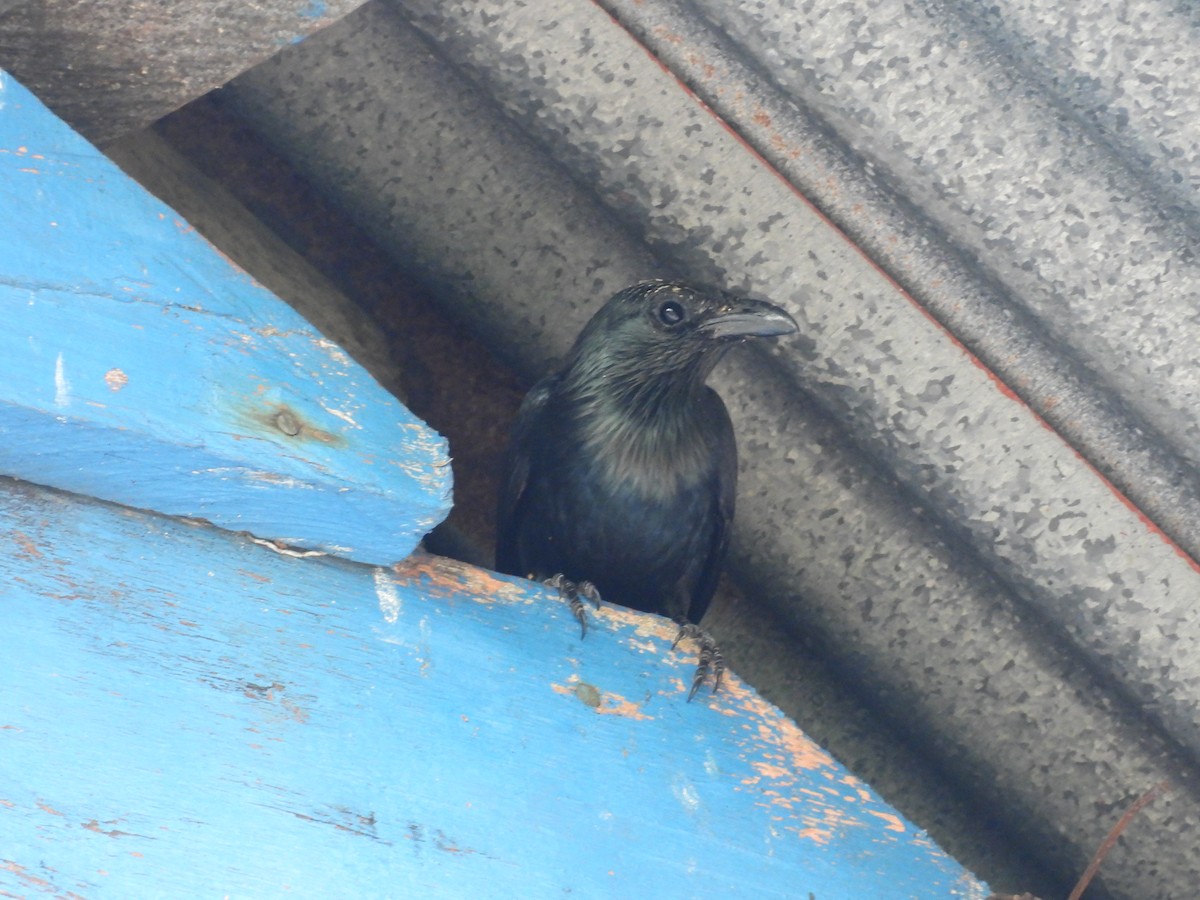 Moluccan Starling - ML641963060
