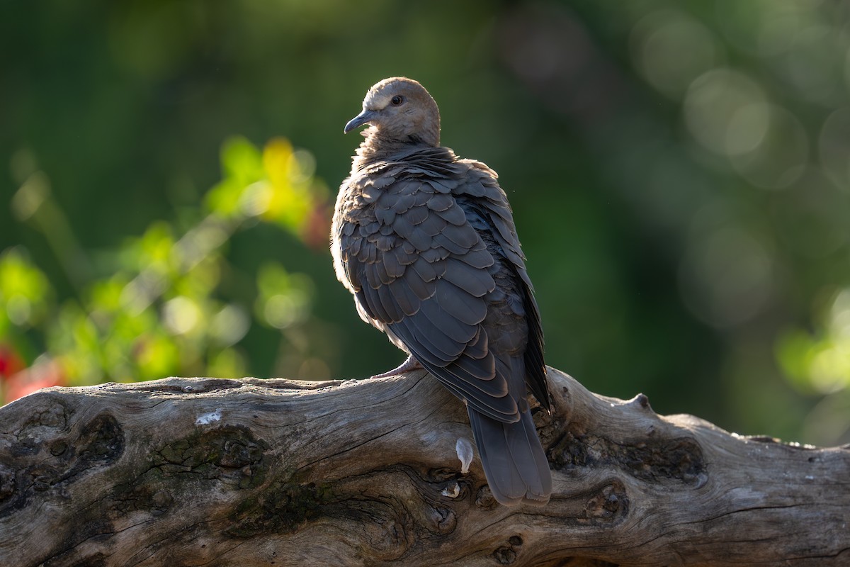 Red-eyed Dove - ML641963061
