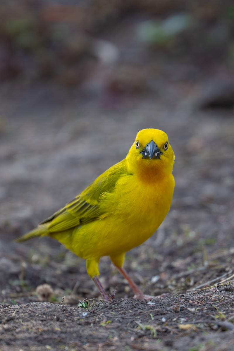 Holub's Golden-Weaver - ML641963063