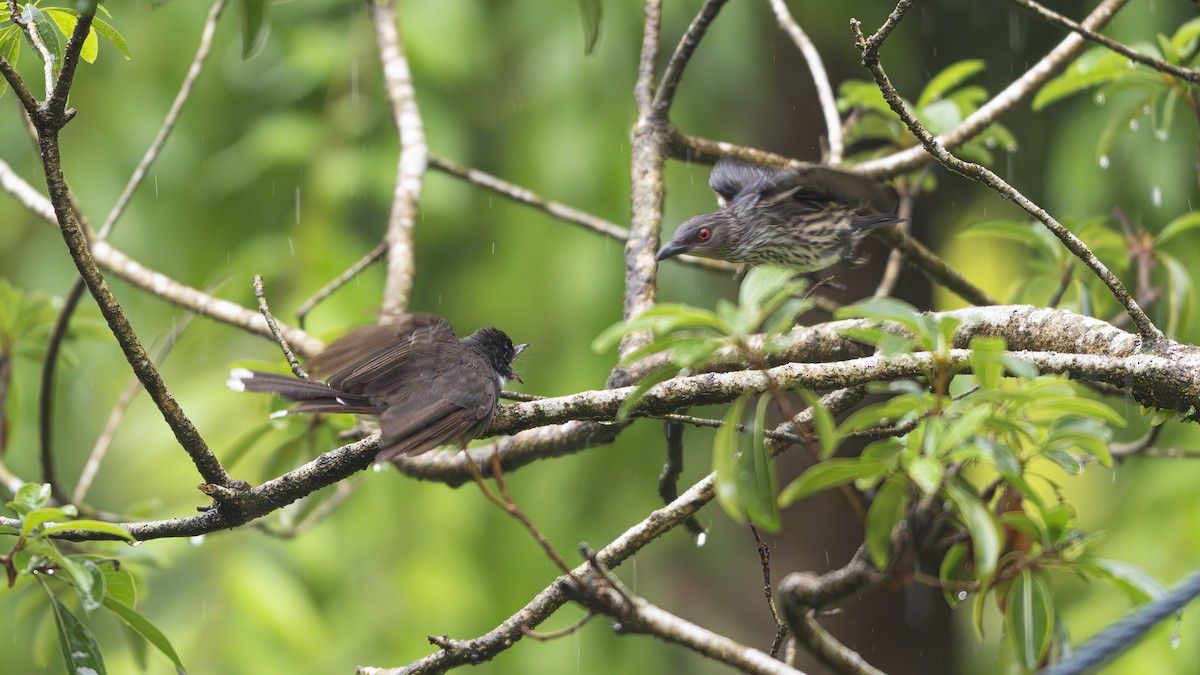 Malaysian Pied-Fantail - ML641963072