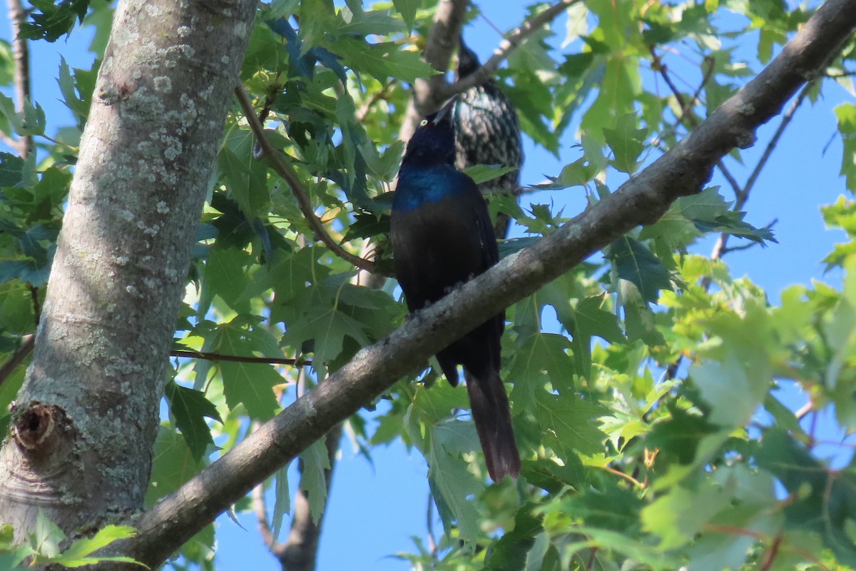 Common Grackle - ML641963079