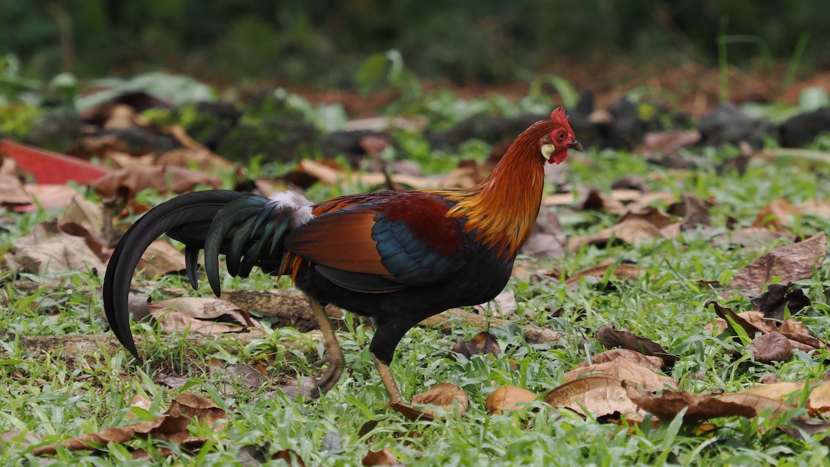 Red Junglefowl - ML641963092