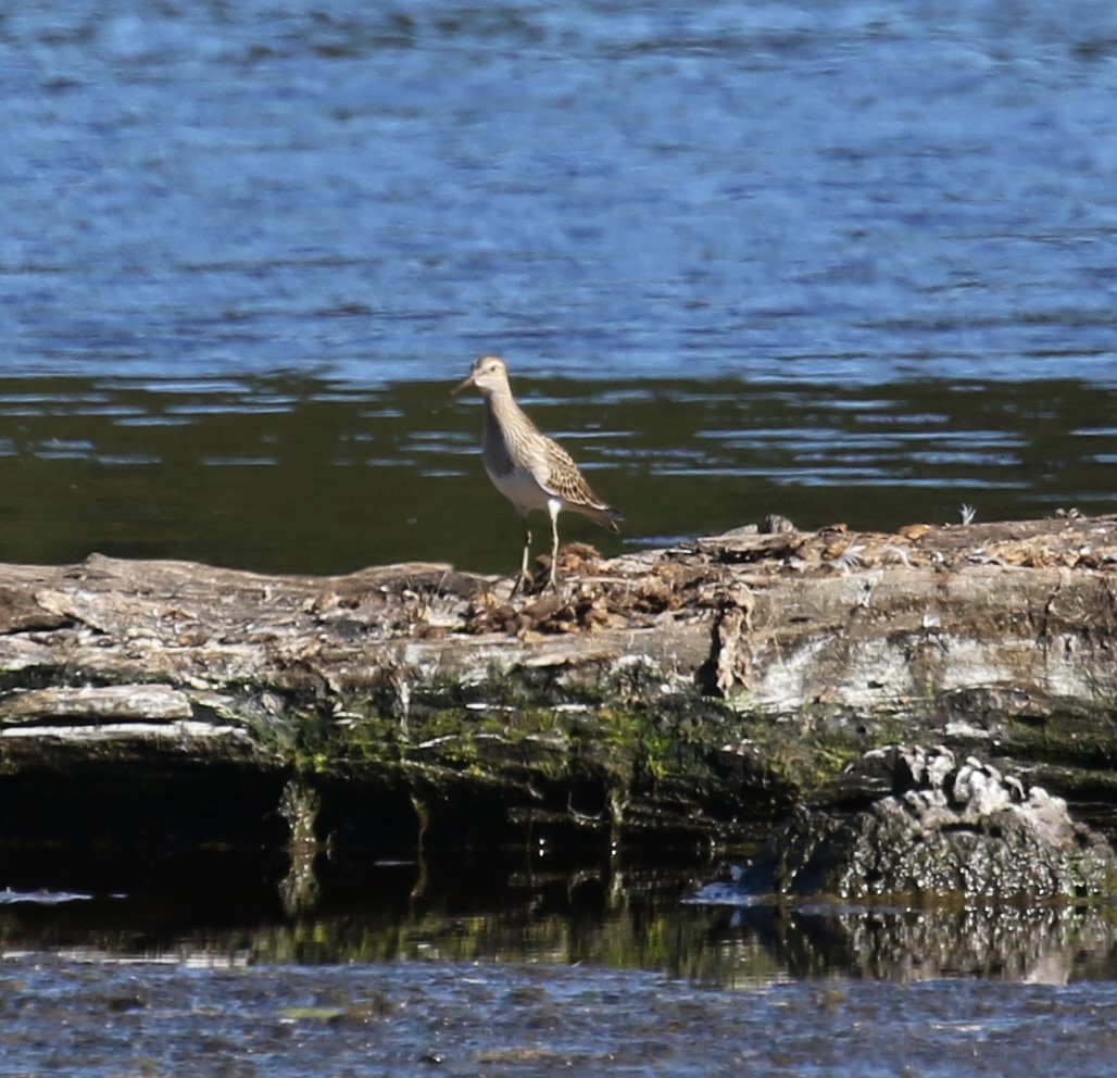 Pectoral Sandpiper - ML641963093