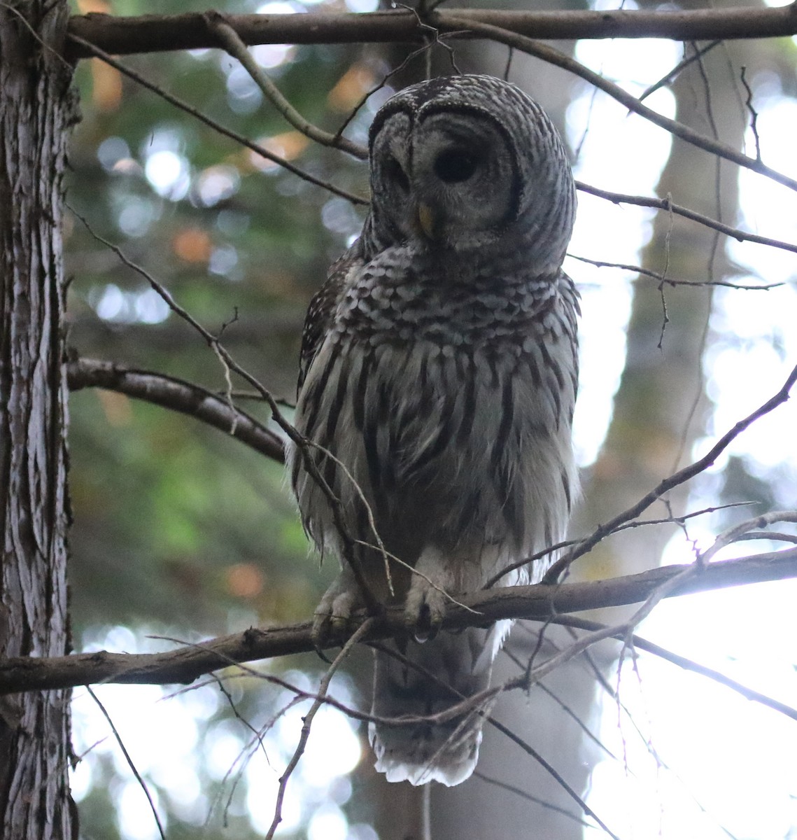 Barred Owl - ML641963097