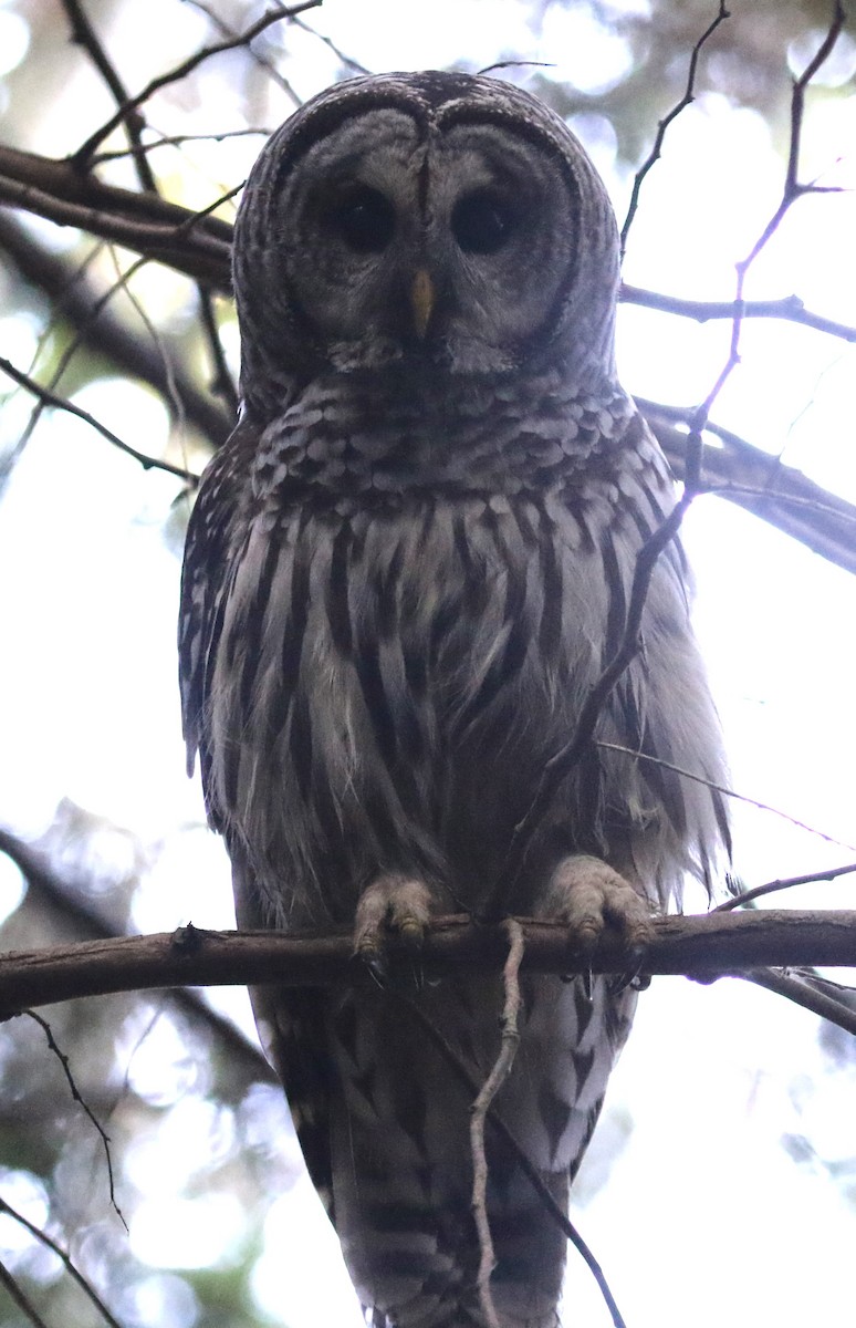 Barred Owl - ML641963101