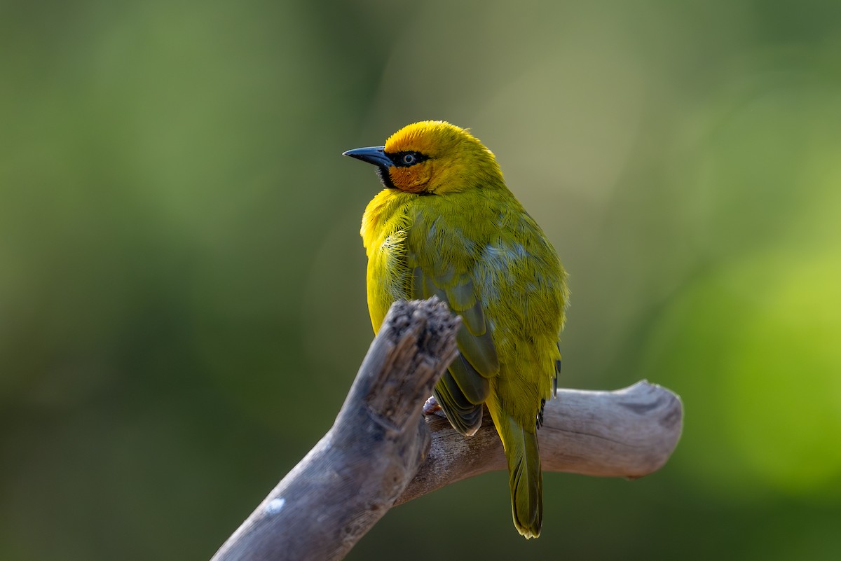 Spectacled Weaver - ML641963104