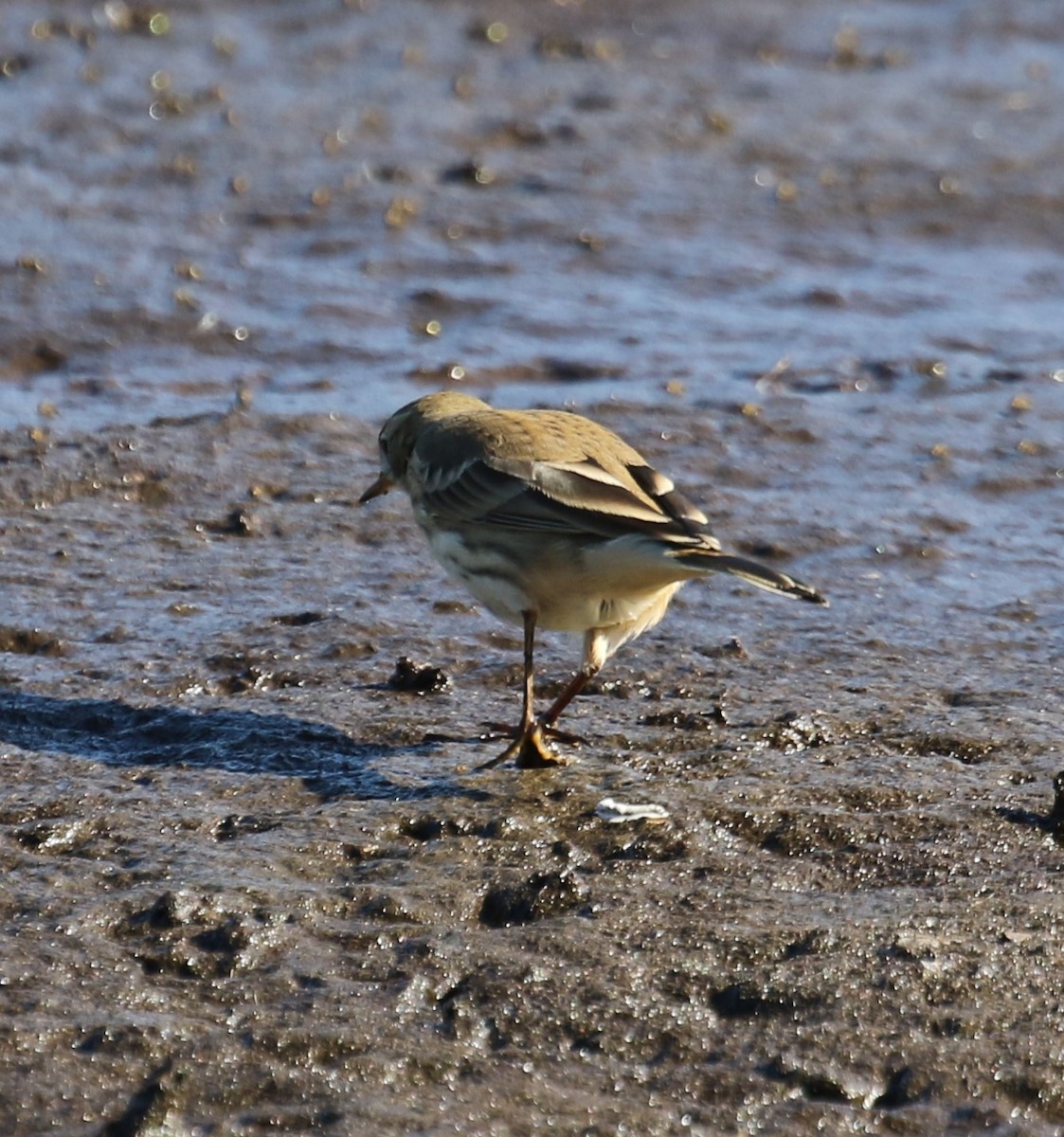 American Pipit - ML641963113