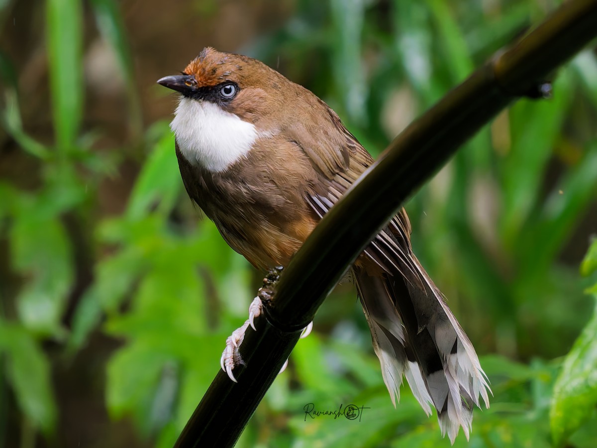 White-throated Laughingthrush - ML641963125