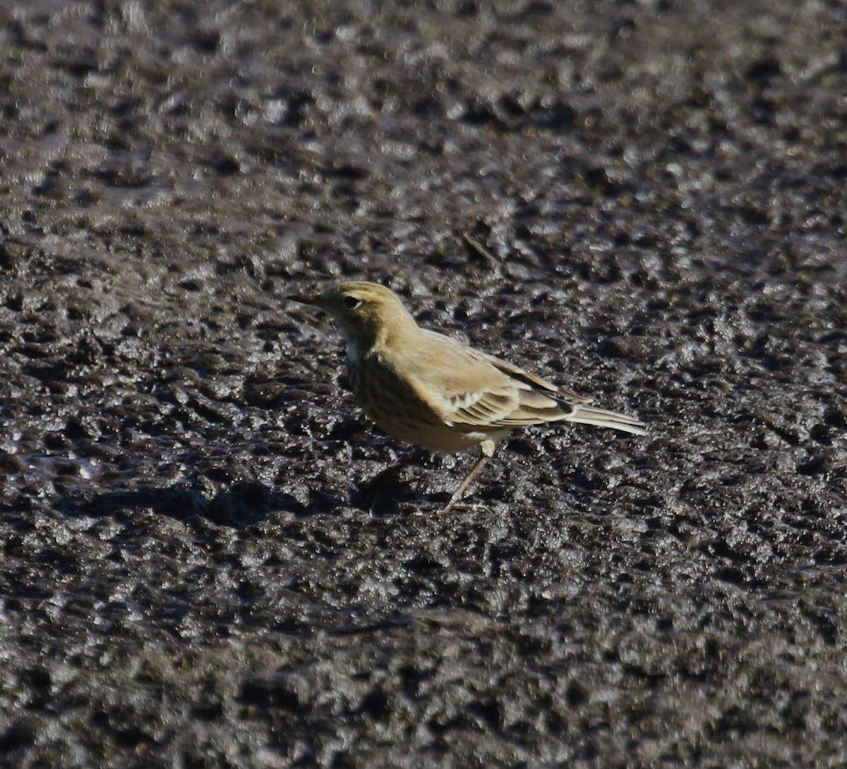 American Pipit - ML641963128