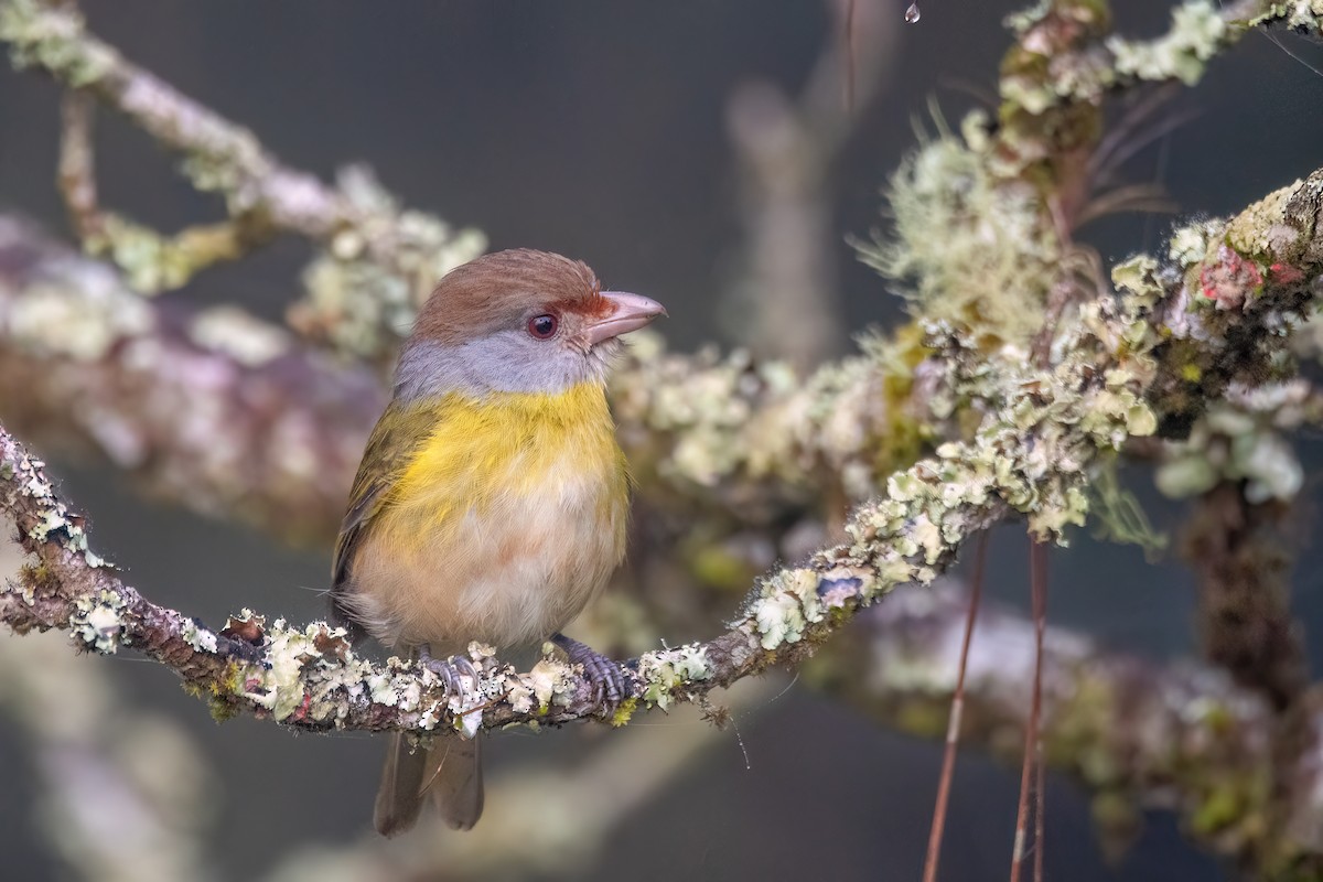 Rufous-browed Peppershrike - ML641963139