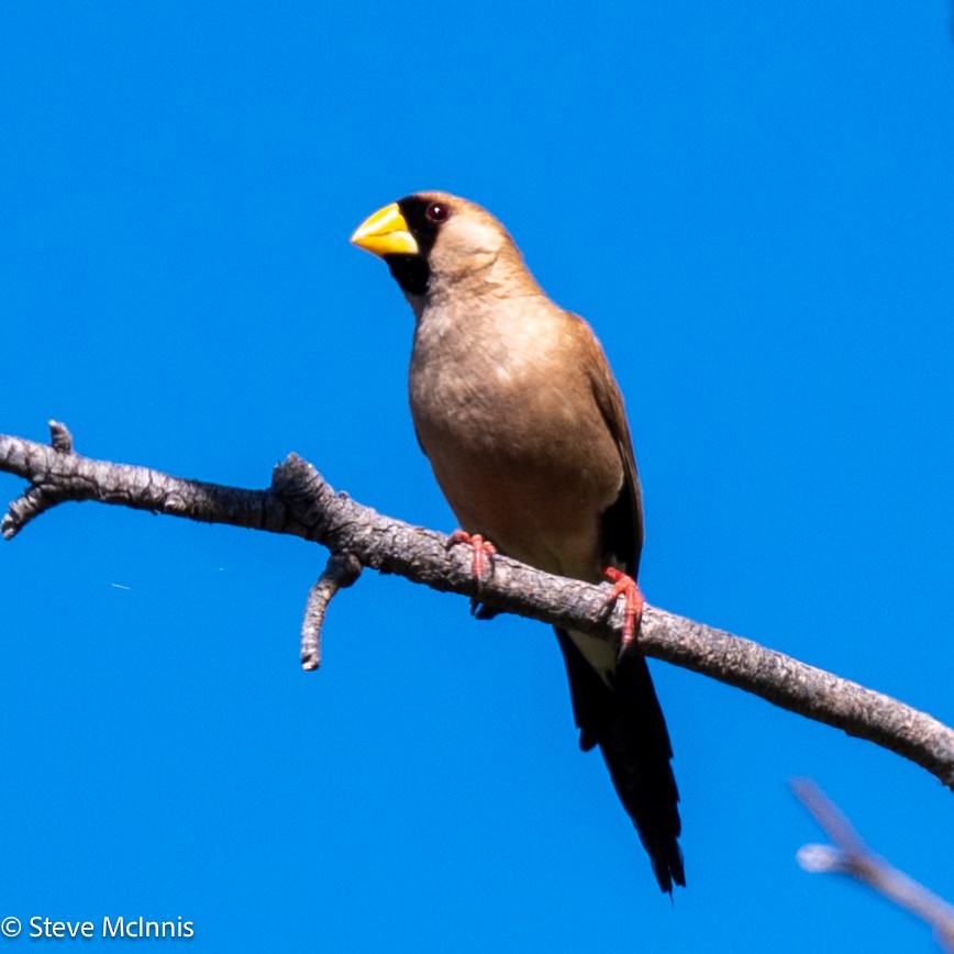 Masked Finch - ML641963147
