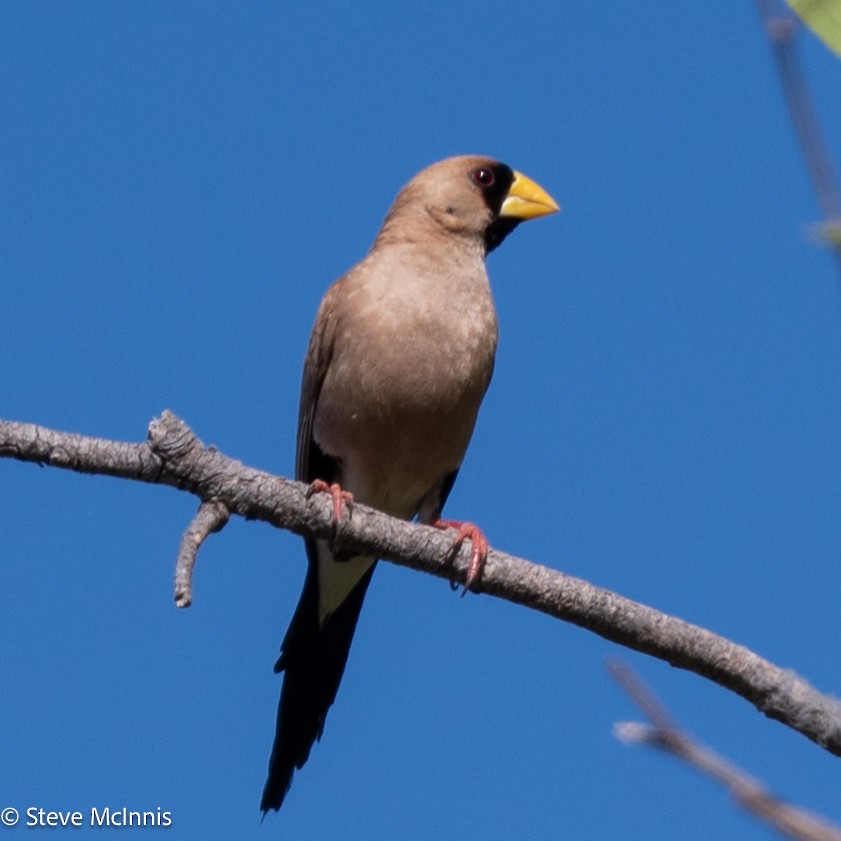 Masked Finch - ML641963148
