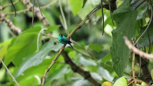 Green Honeycreeper - ML641963149