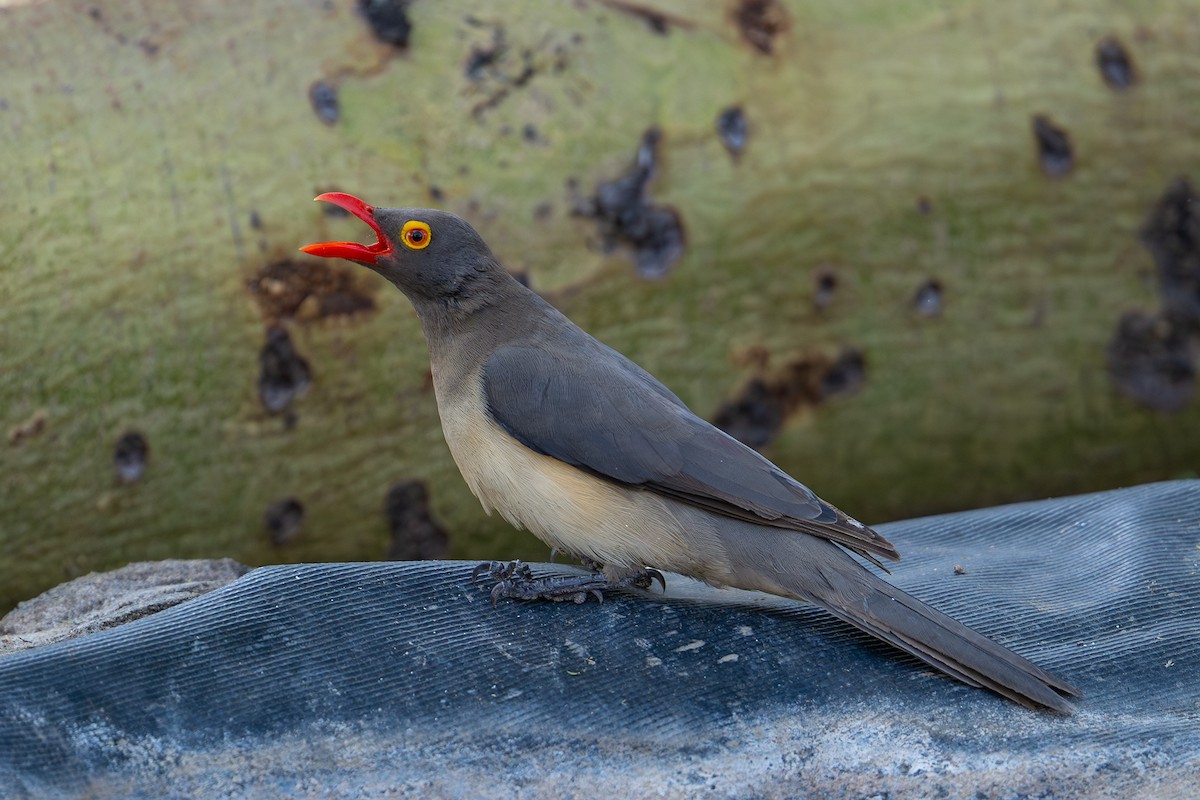 Red-billed Oxpecker - ML641963151
