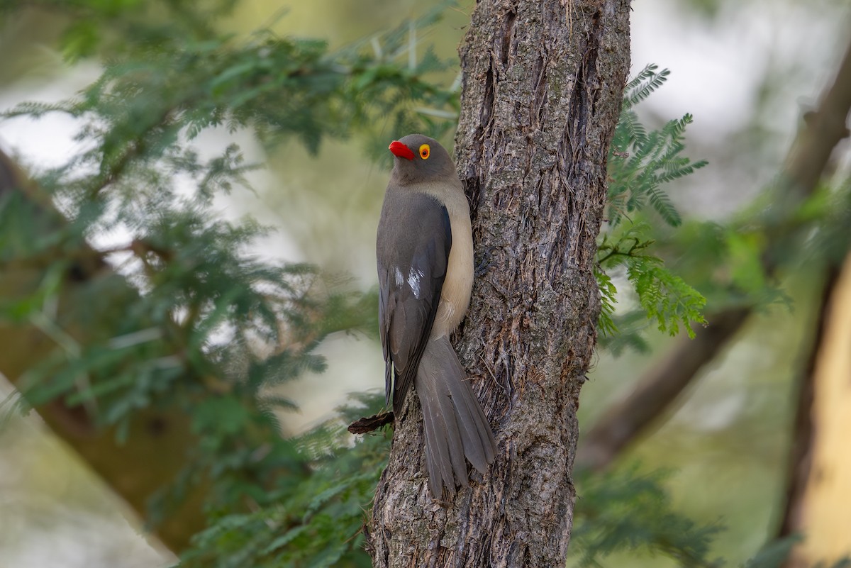 Red-billed Oxpecker - ML641963154