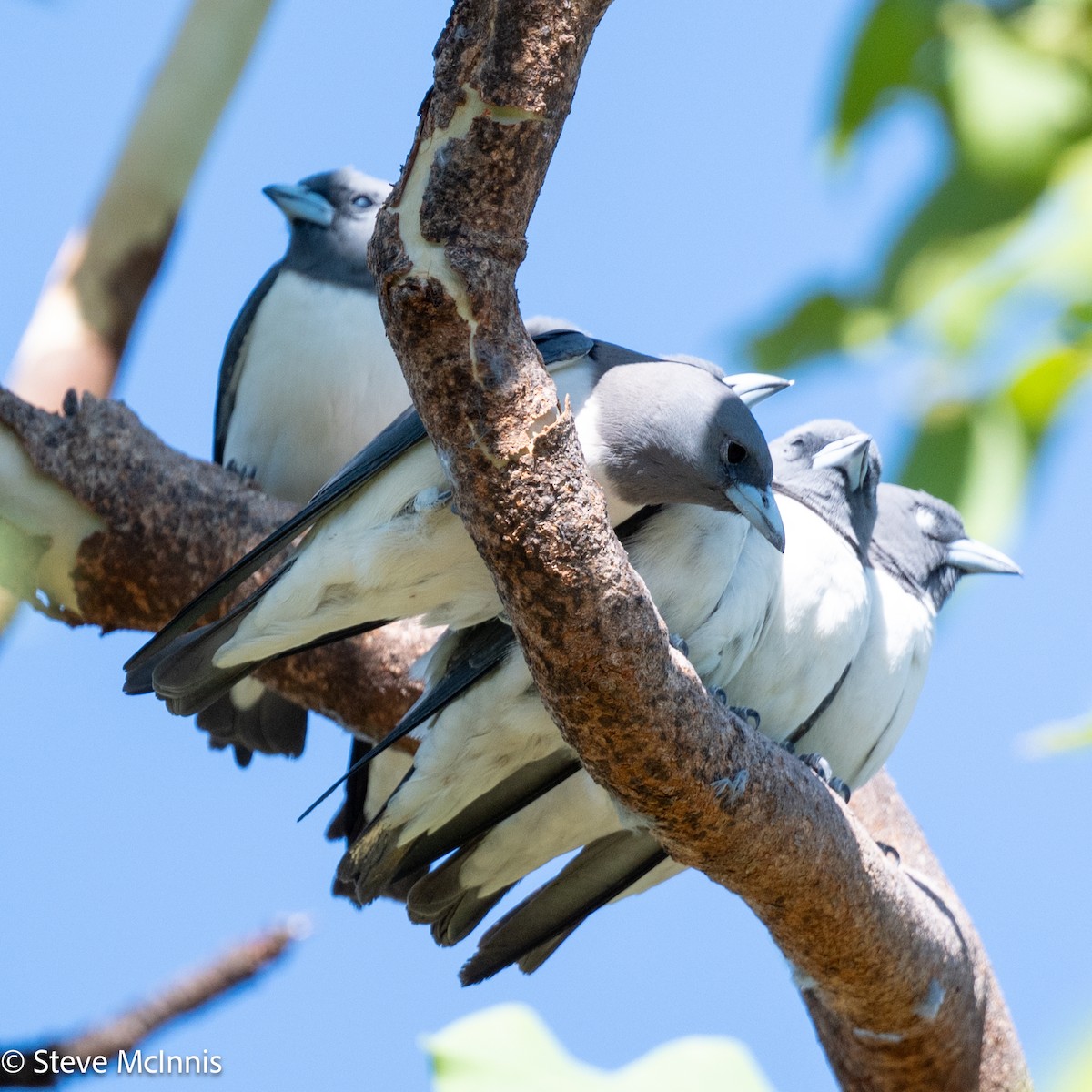 White-breasted Woodswallow - ML641963155