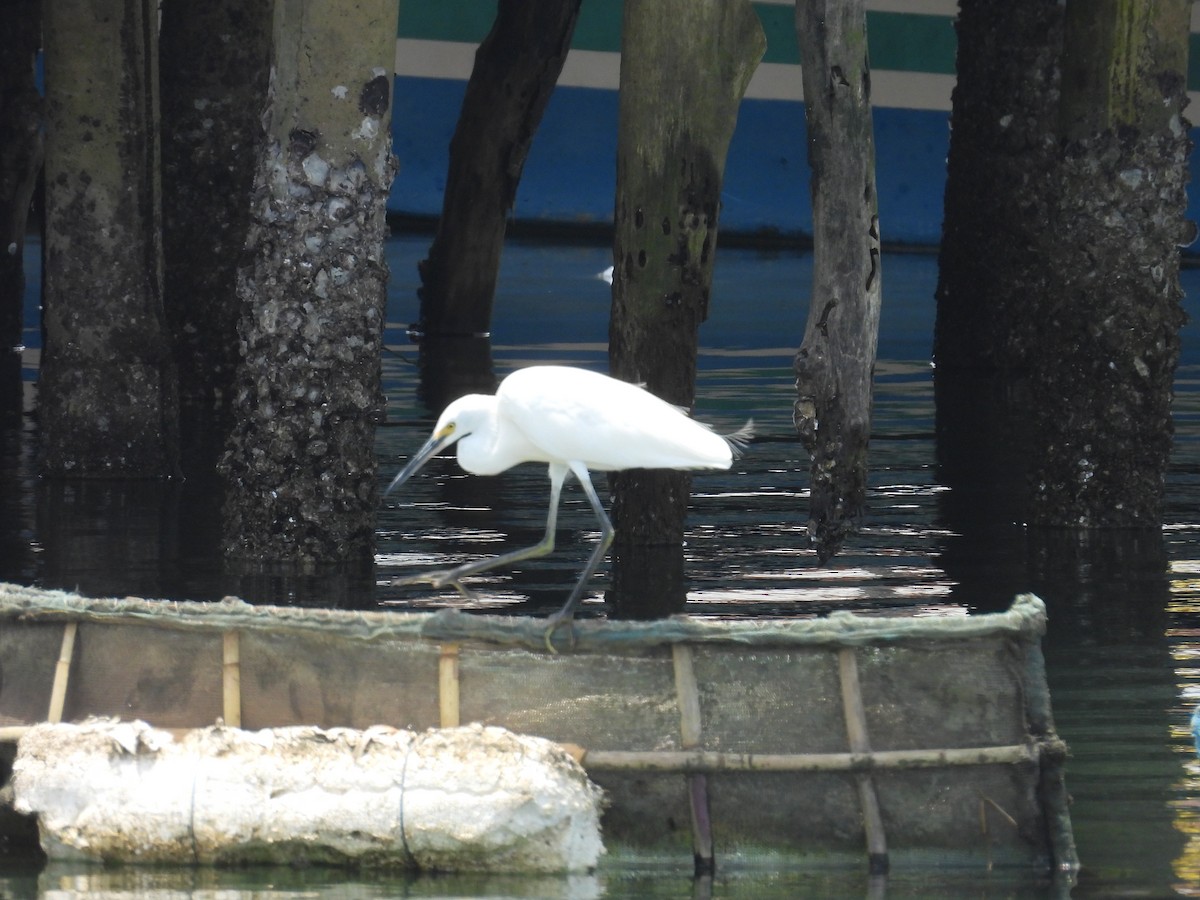 Little Egret (Australasian) - ML641963156