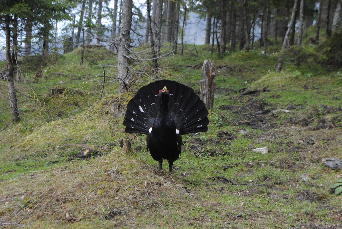 Western Capercaillie - ML641963161