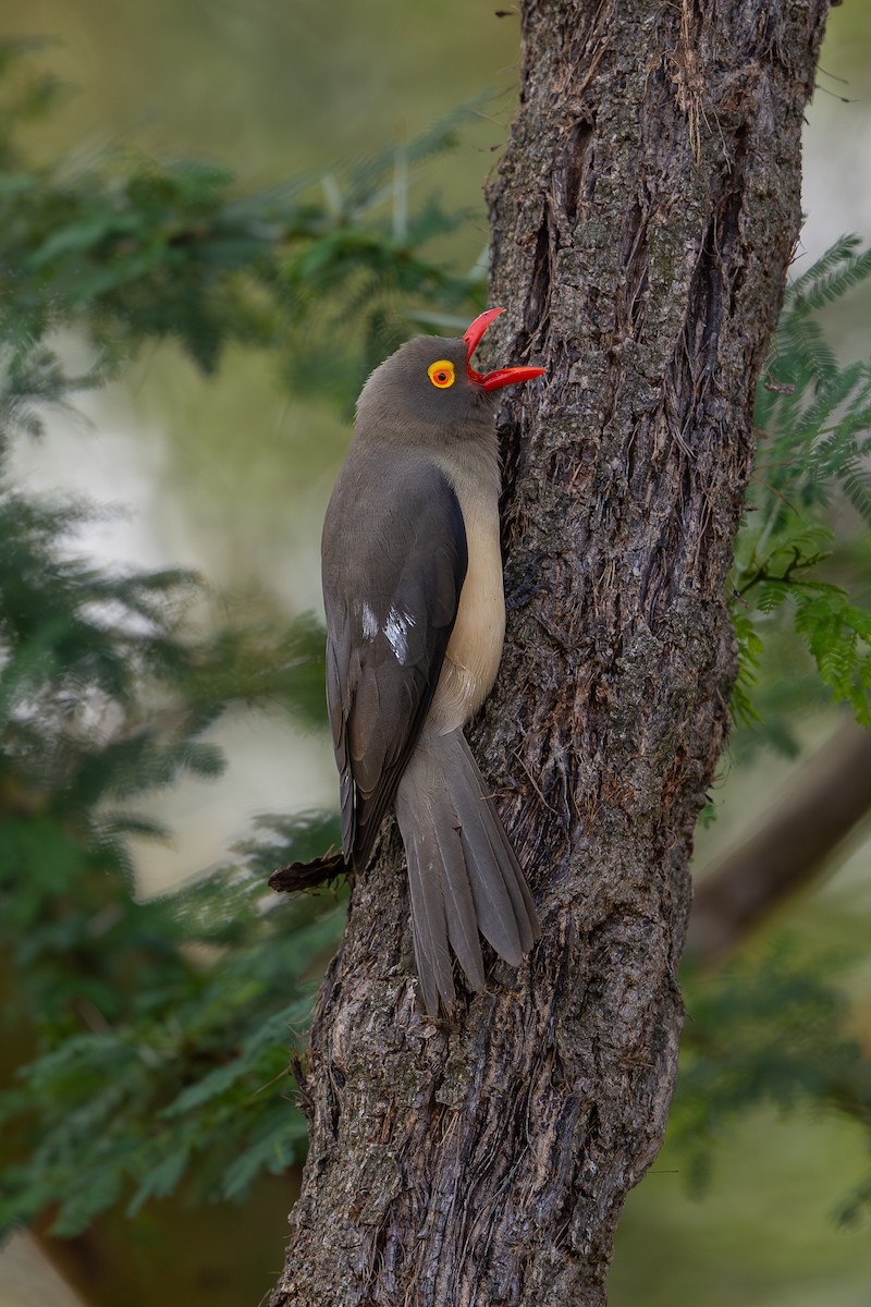 Red-billed Oxpecker - ML641963165