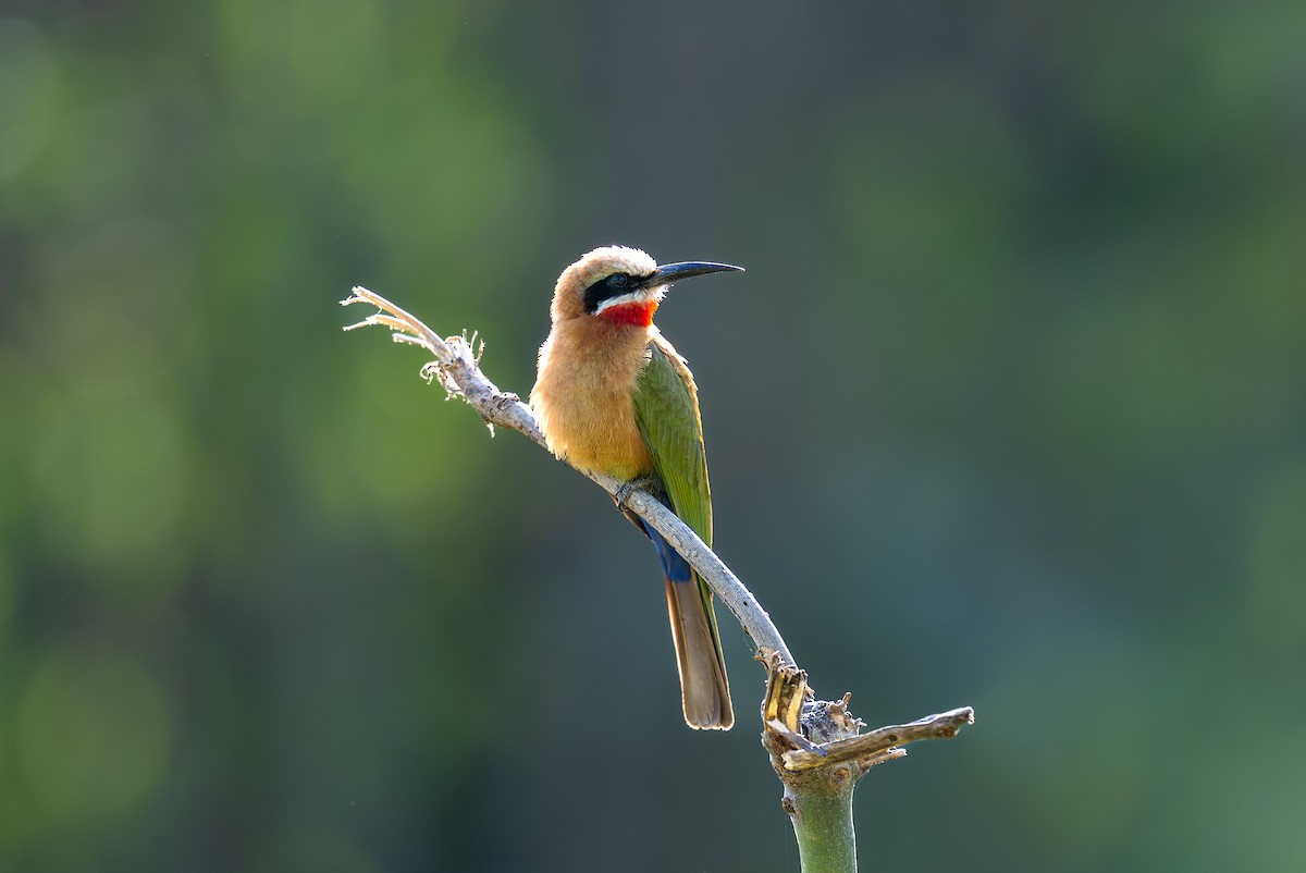 White-fronted Bee-eater - ML641963168