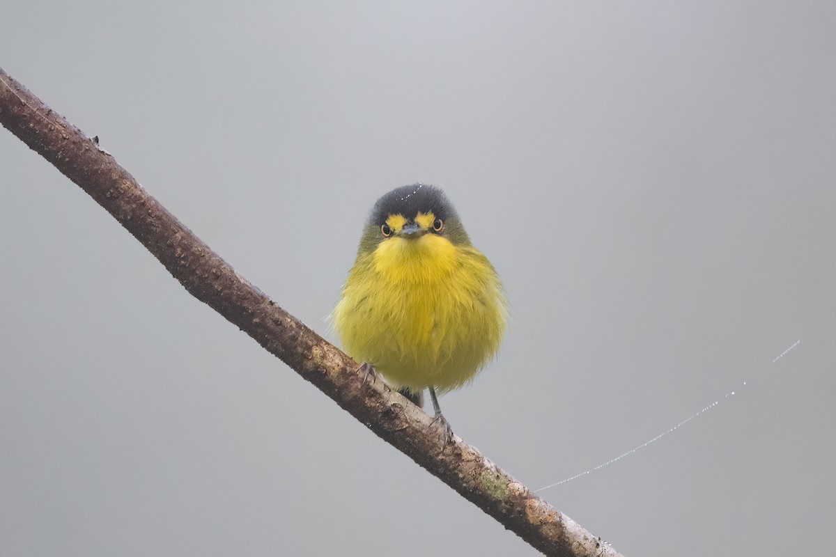 Gray-headed Tody-Flycatcher - ML641963181