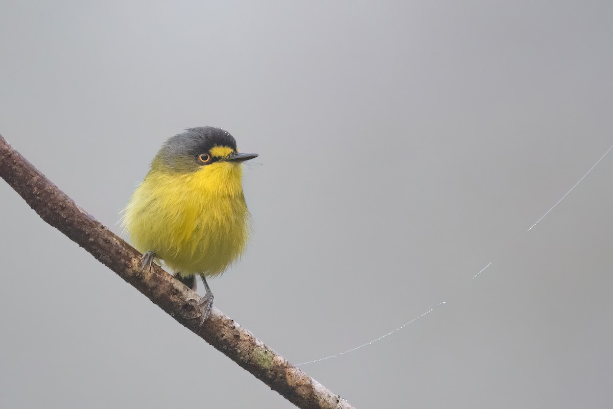 Gray-headed Tody-Flycatcher - ML641963182
