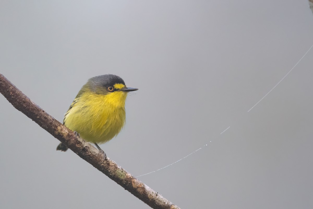 Gray-headed Tody-Flycatcher - ML641963184