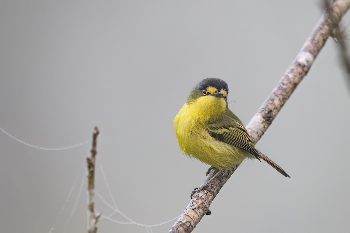 Gray-headed Tody-Flycatcher - ML641963185