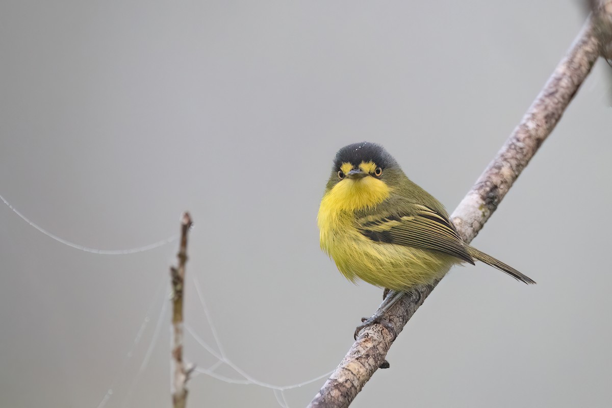 Gray-headed Tody-Flycatcher - ML641963188