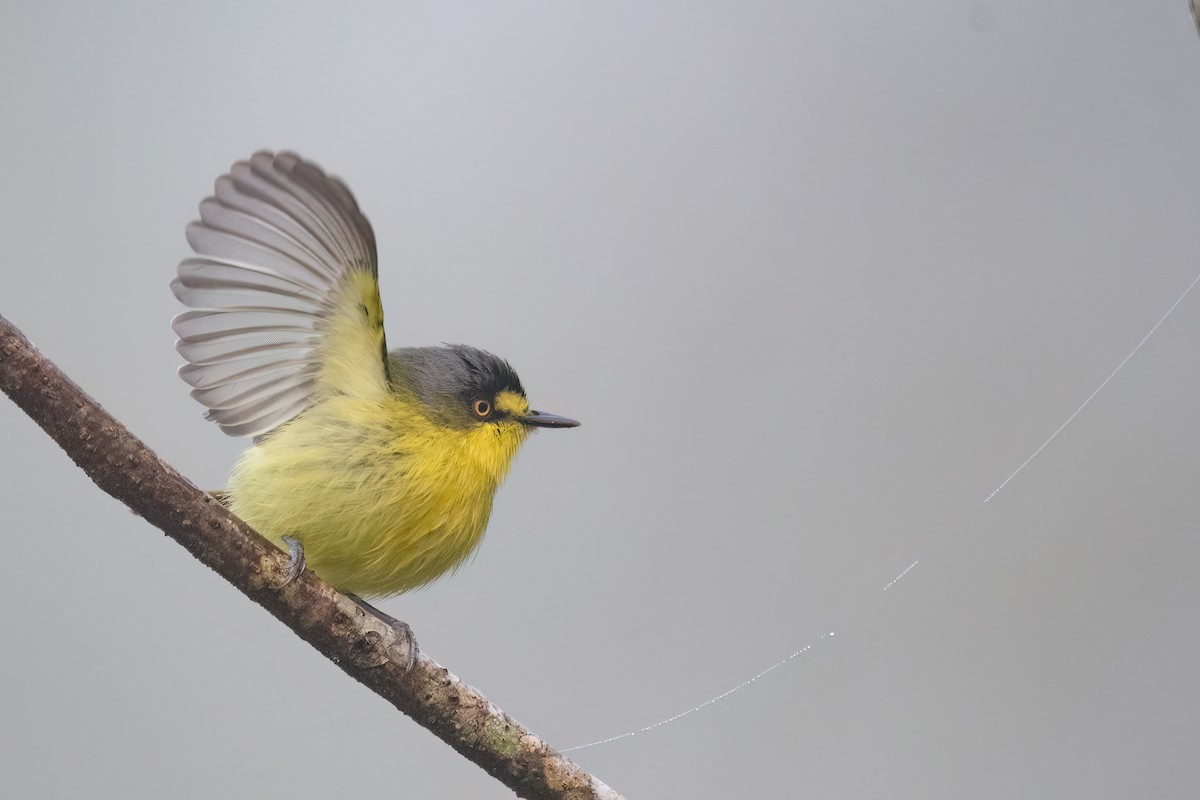 Gray-headed Tody-Flycatcher - ML641963190