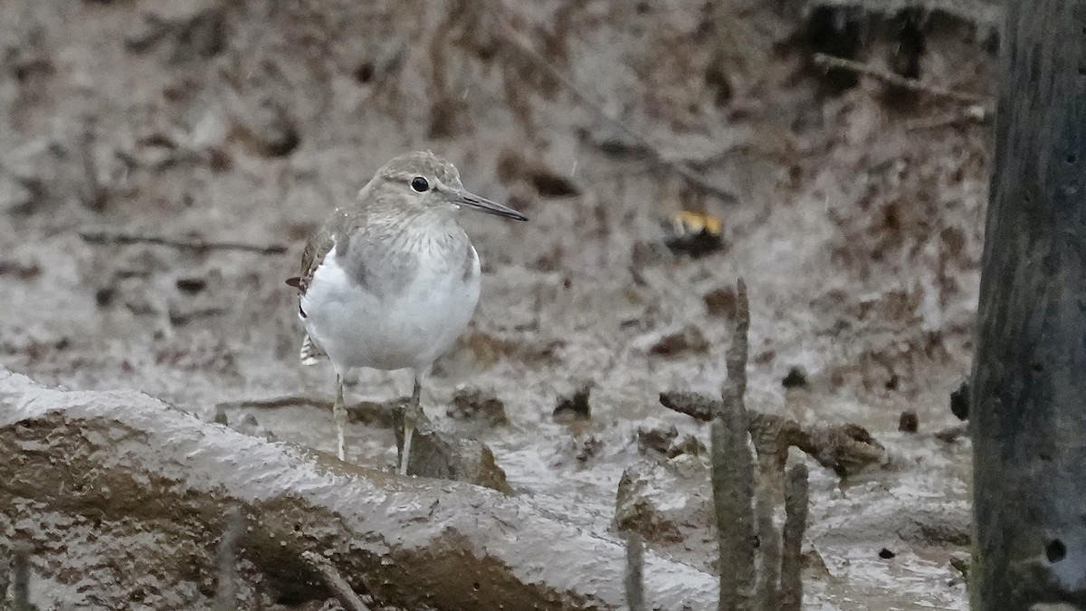 strandsnipe - ML641963192