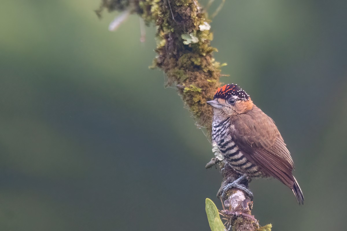 Ochre-collared Piculet - ML641963197