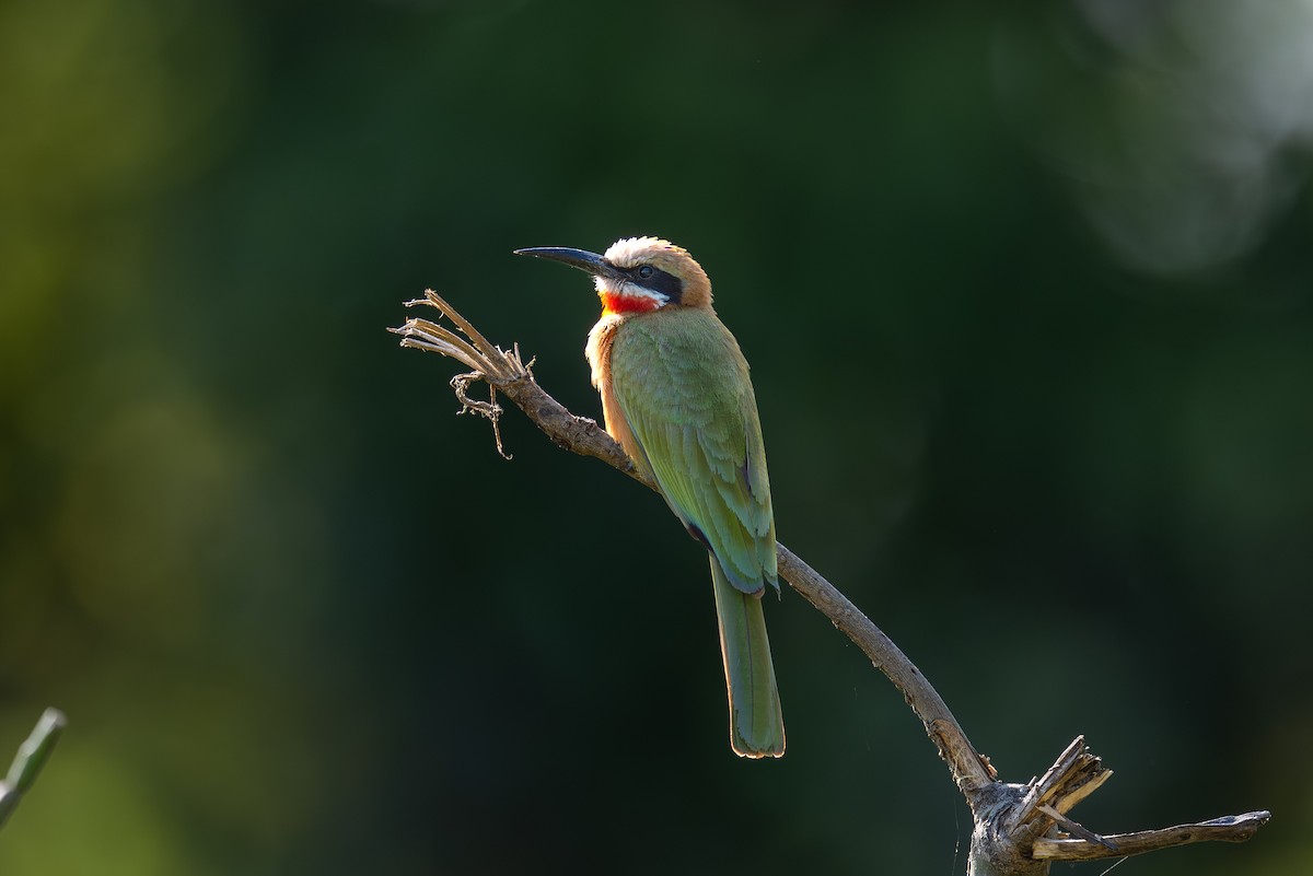 White-fronted Bee-eater - ML641963199