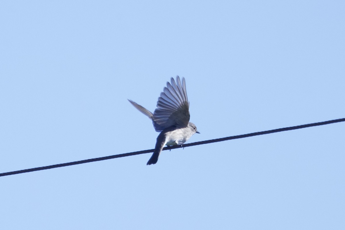 Spotted Flycatcher - ML641963201