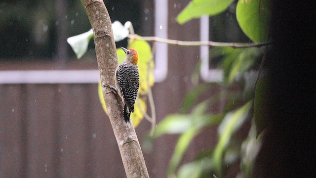 Hoffmann's Woodpecker - ML641963202