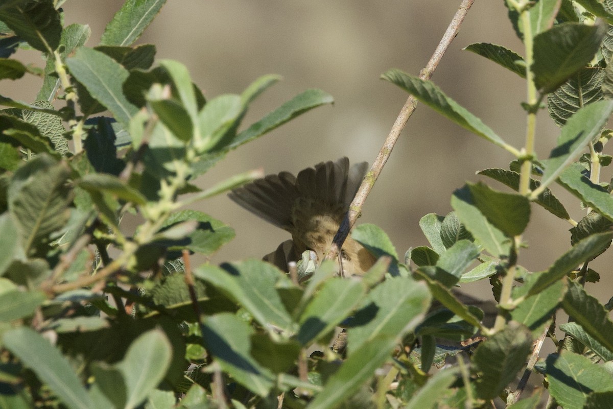 Barred Warbler - ML641963213