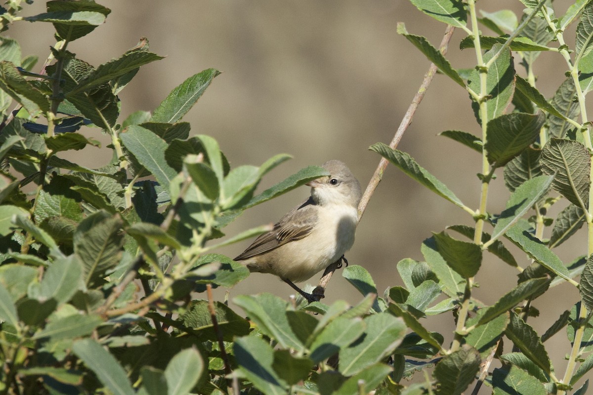 Barred Warbler - ML641963214