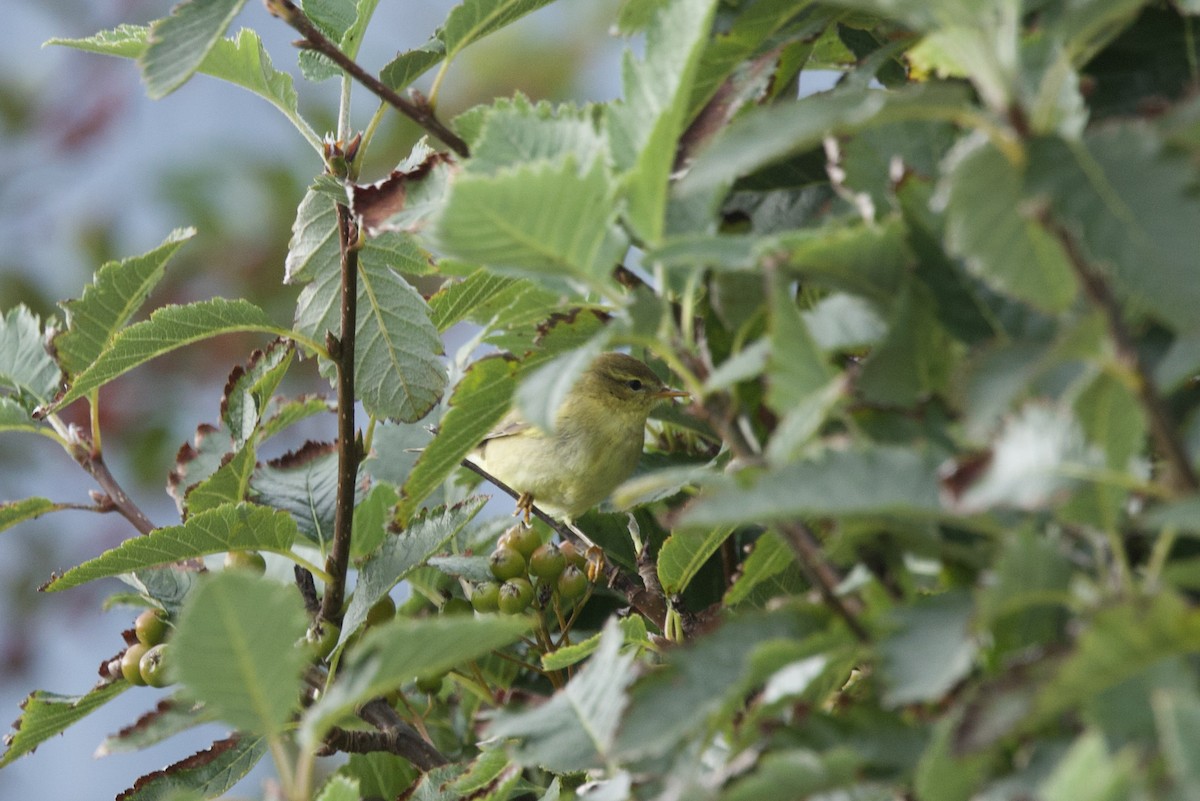 Willow Warbler - ML641963218